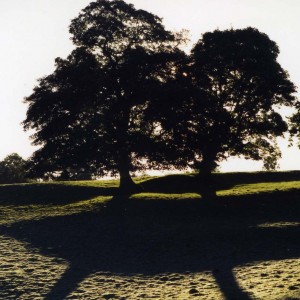 two_trees