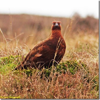 angry_grouse