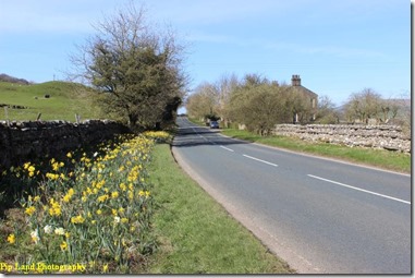 daffodils