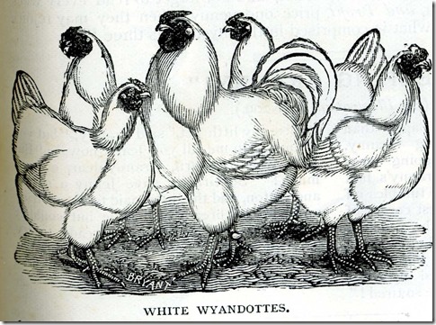 chickens_one